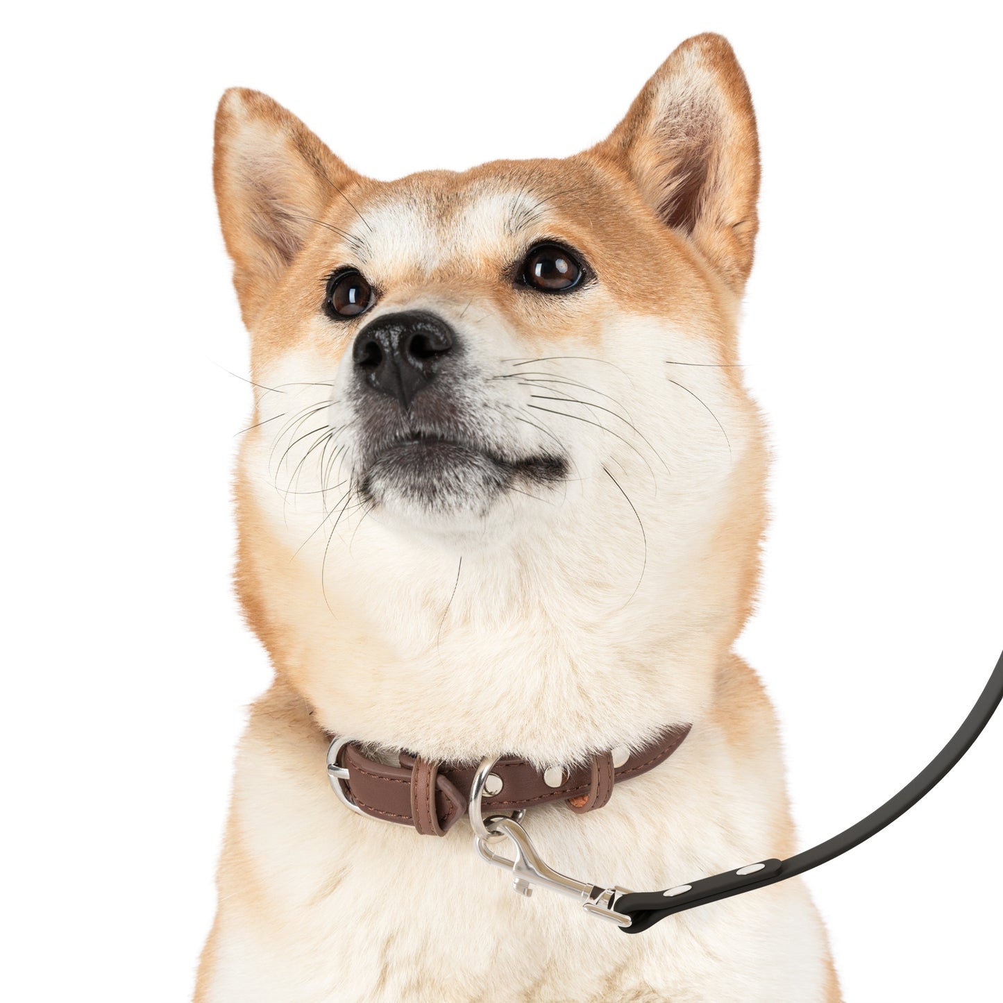 "I’m Very Fond of Walking" Pride & Prejudice Waterproof Dog Leash Blue Bow – Literary Inspired Dog Accessories for Austen Fans